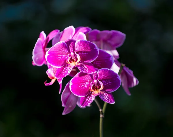 Phalaenopsis. Κομψή ροζ και λευκή ορχιδέα — Φωτογραφία Αρχείου