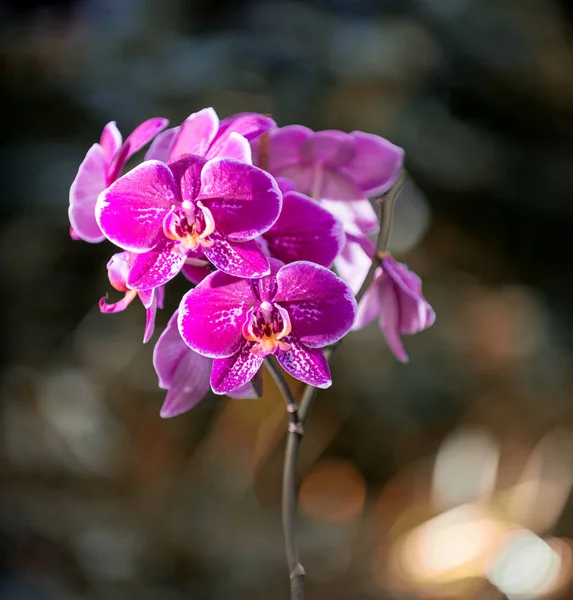 Phalaenopsis. Κομψή ροζ και λευκή ορχιδέα — Φωτογραφία Αρχείου