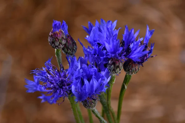 Cornflower. Flor azul floreciendo fondo — Foto de Stock