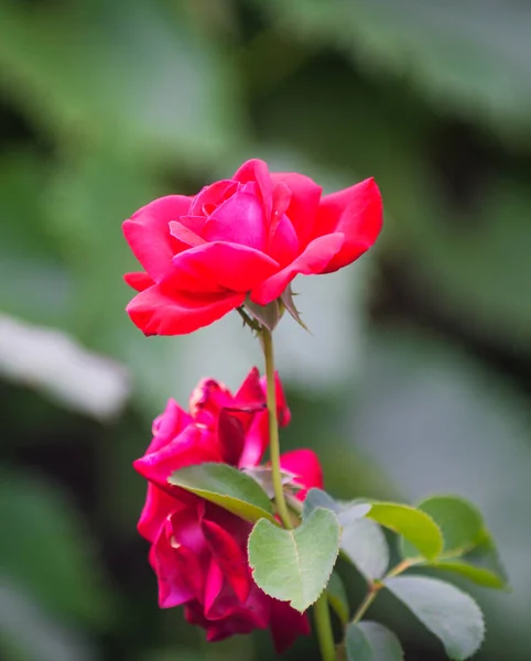 Primer plano de hermosas rosas rojas en el jardín —  Fotos de Stock