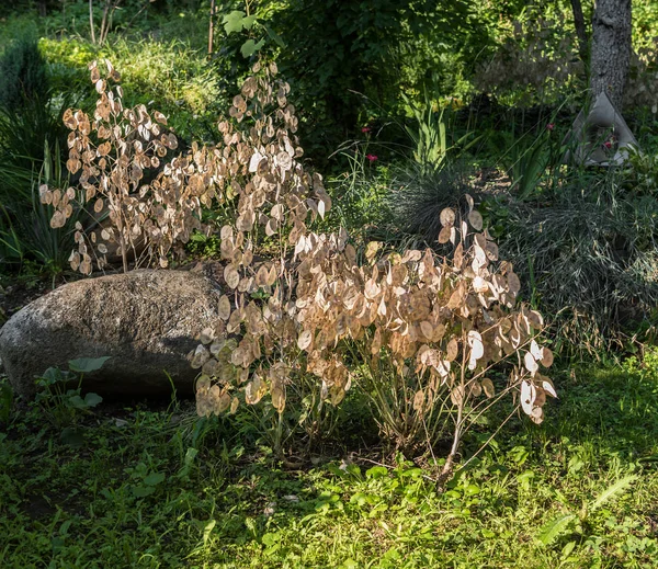 Vagens ornamentais de lunaria no jardim — Fotografia de Stock