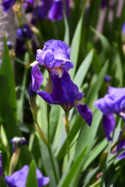 Wild blooming purple iris in spring