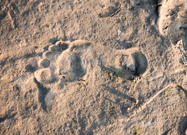 Kum plaj üzerinde ayak sesi