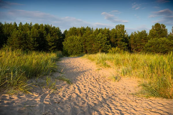 Letonya'da Baltık deniz kıyı şeridi. Çam ağaçları ile kum tepeleri. — Stok fotoğraf