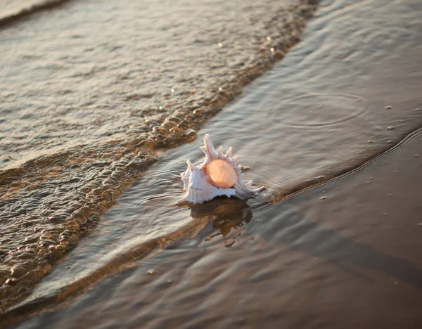 夕暮しの砂浜に貝殻を持つ自然の背景 — ストック写真