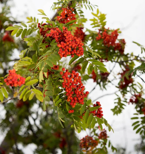 Frutas rowan vermelhas nos galhos da árvore rowan, bagas rowan maduras — Fotografia de Stock
