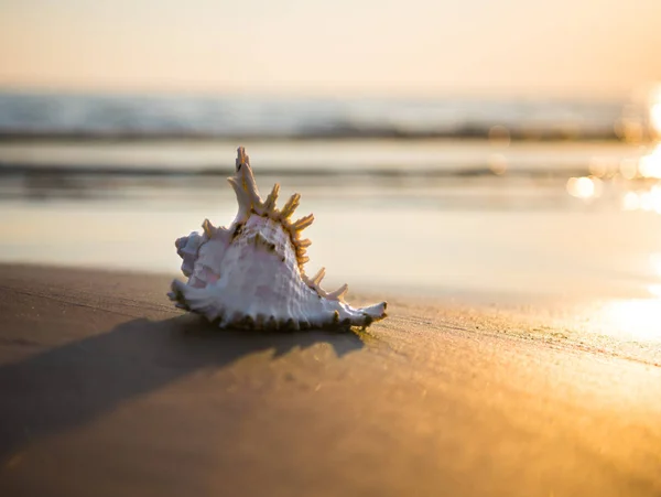 砂浜の貝殻を持つ自然の背景 — ストック写真