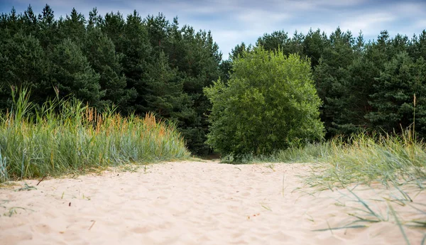 Östersjökusten i Lettland. Sanddyner med tallar — Stockfoto