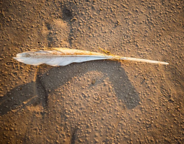Kleine weiße Feder auf Sand am Strand liegend — Stockfoto
