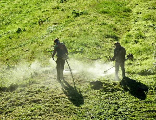 Gardeners mowing the grass with a lawn mower