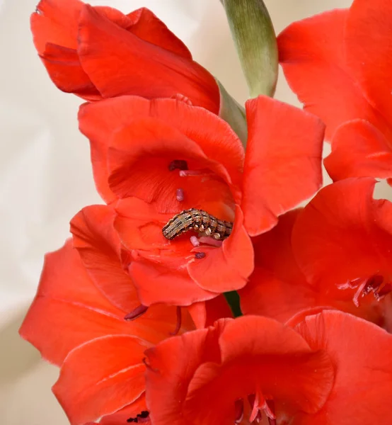 Close-up caterpillar creeping in a red gladiolus — Stock Photo, Image