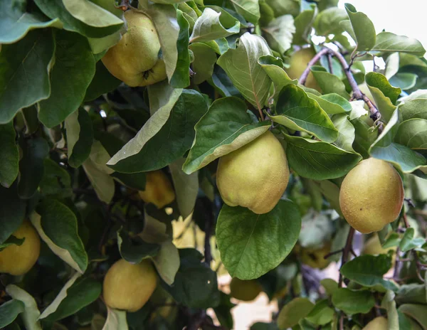 Ripe organic quince fruit grows on a quince tree with green foli
