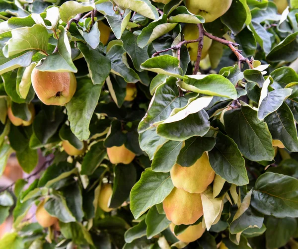 Ripe organic quince fruit grows on a quince tree with green foli