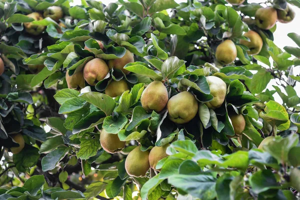 잘 익은 유기농 모과 열매는 녹색 단풍이있는 퀸스 나무에서 자랍니다. — 스톡 사진