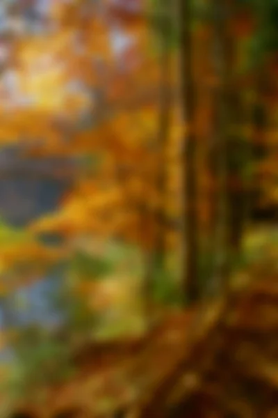 Soft focus image of autumn forest — Stock fotografie