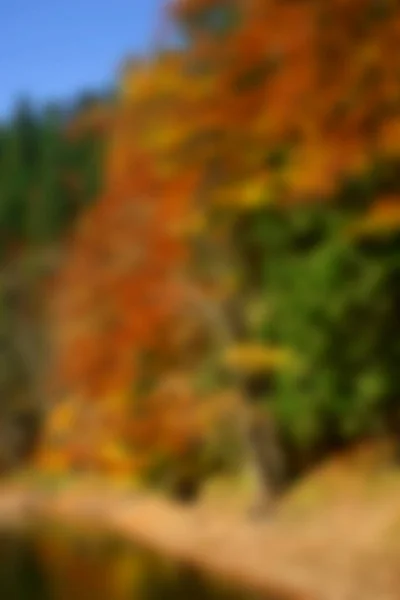 Soft focus image of autumn forest