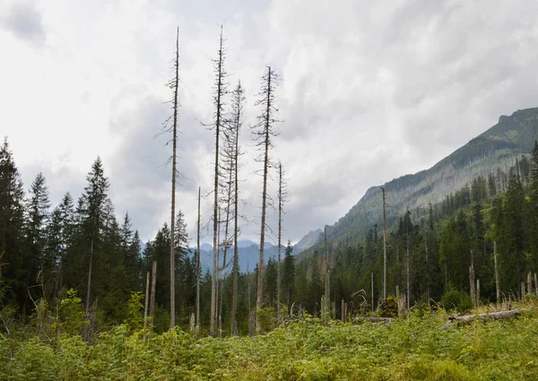 Sterbende Fichtenwälder aufgrund des Klimawandels — Stockfoto