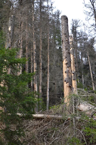 Dying spruce forests due to climate change — Stock Photo, Image