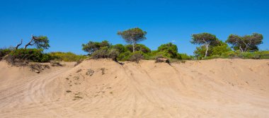 Çam ağaçlı güzel kum tepeleri 