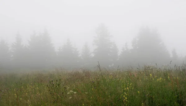 Early misty morning — Stock Photo, Image