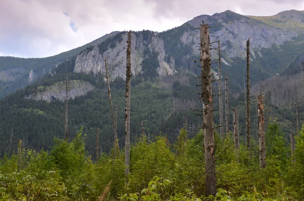 Dying spruce forests due to climate change — Stock Photo, Image