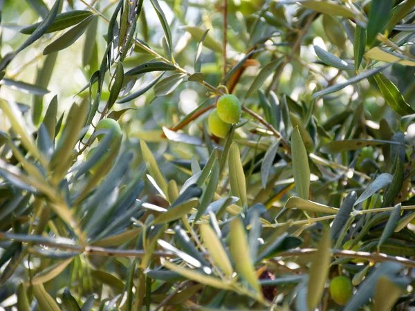 Close up of an olive tree with fresh olives — 스톡 사진