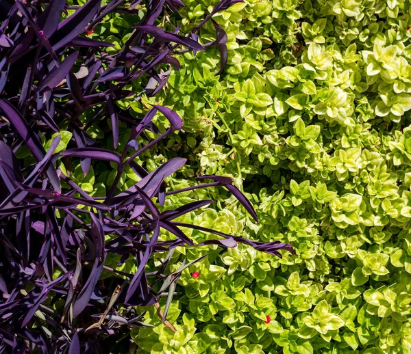 緑と紫の植物の美しい明るい質感 — ストック写真