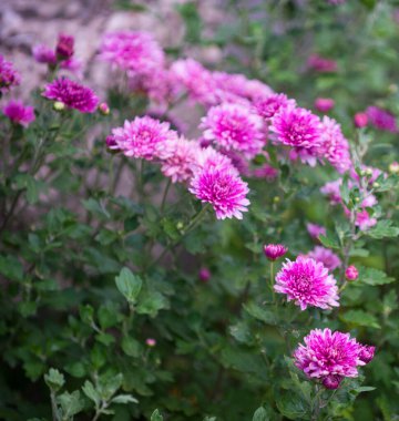 Bahçede açan pembe kasımpatı çiçeği.