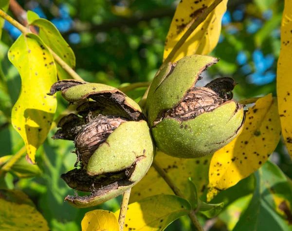 정원에 있는 호두 나무의 익은 열매 — 스톡 사진