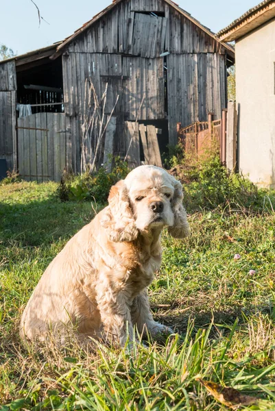 Oude Amerikaanse cocker spaniel — Stockfoto