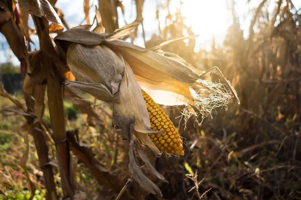 Üzerinde olgunlaşmış mısır mısır — Stok fotoğraf