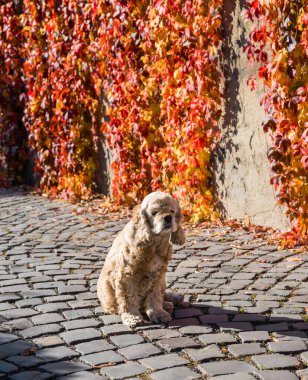 eski Amerikan cocker spaniel 