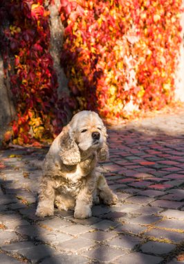 eski Amerikan cocker spaniel 