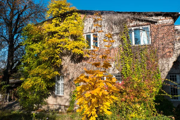 Vintage hus täckt av murgröna — Stockfoto