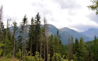 İklim değişikliği yüzünden ölen ladin ormanları