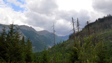İklim değişikliği yüzünden ölen ladin ormanları