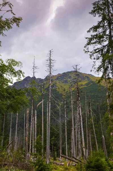 Dying spruce forests due to climate change — Stock Photo, Image