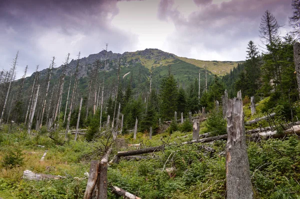 Bosques de picea moribundos debido al cambio climático —  Fotos de Stock