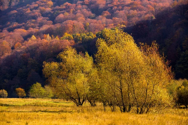 Güneşli bir günde sonbahar dağı manzarası — Stok fotoğraf