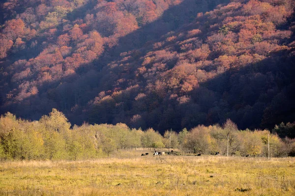 Güneşli bir günde sonbahar dağı manzarası — Stok fotoğraf