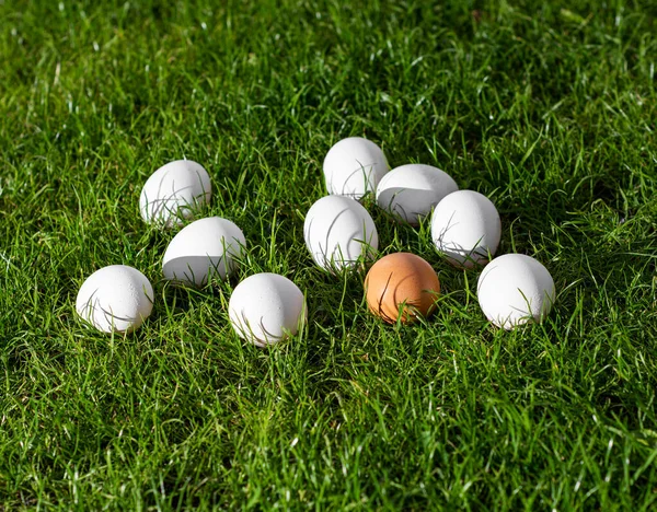Fresh Chicken Eggs Background Green Grass — Stock Photo, Image
