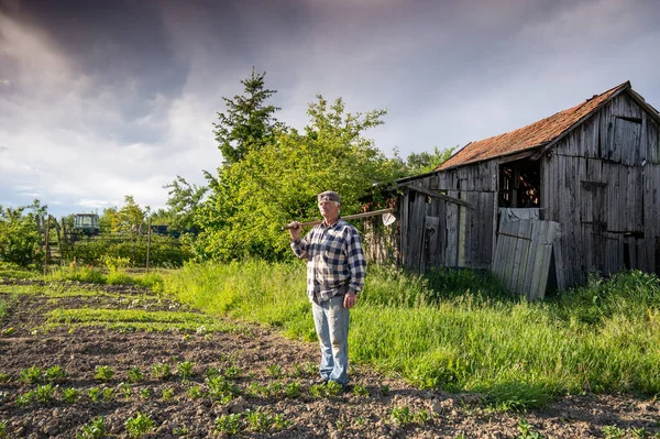 Stackars Bonde Hoeing Grönsaksträdgård Våren — Stockfoto