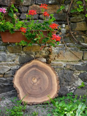 Ağaç gövdesinin kesiti. Tablo boş
