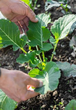 Çiftçi adam bahçede kohlrabi yapraklarını kontrol ediyor.
