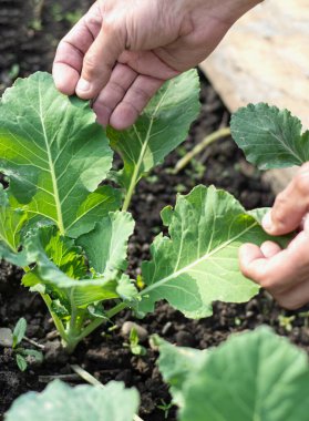 Çiftçi adam bahçede kohlrabi yapraklarını kontrol ediyor.