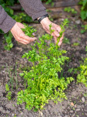 Erkek çiftçi bahçede maydanoz yapraklarını kontrol ediyor.