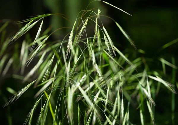 阳光灿烂的日子 花园里装饰着青草 自然背景 — 图库照片