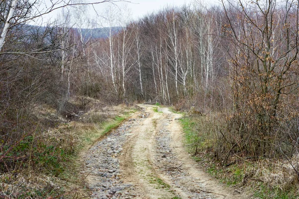 早春の森の中を歩く美しいハイキングコース — ストック写真