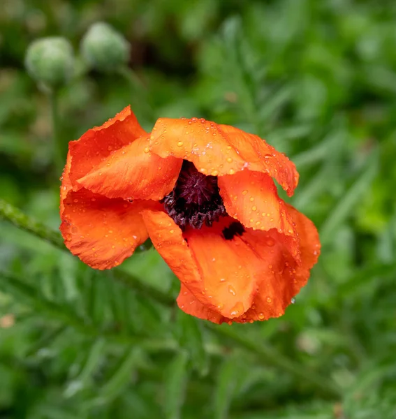 Beautiful Decorative Red Poppy Flower Outdoors — Stock Photo, Image