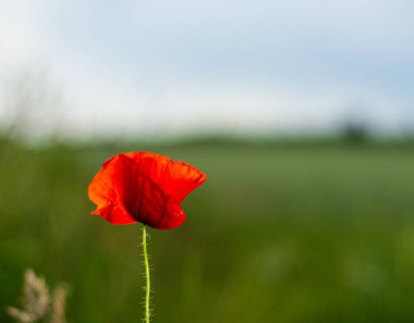 Yazın tarlada kırmızı haşhaş çiçeği